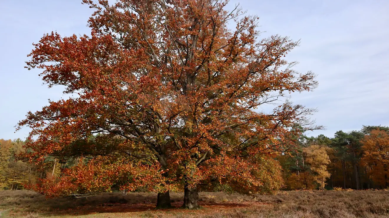 Herfstsfeer - Jolanda Bakker