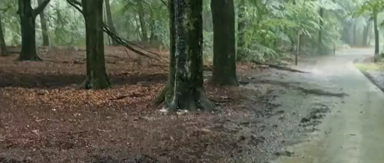 Zelfs van de bomen stroomt het water omlaag - Reinout van den Born