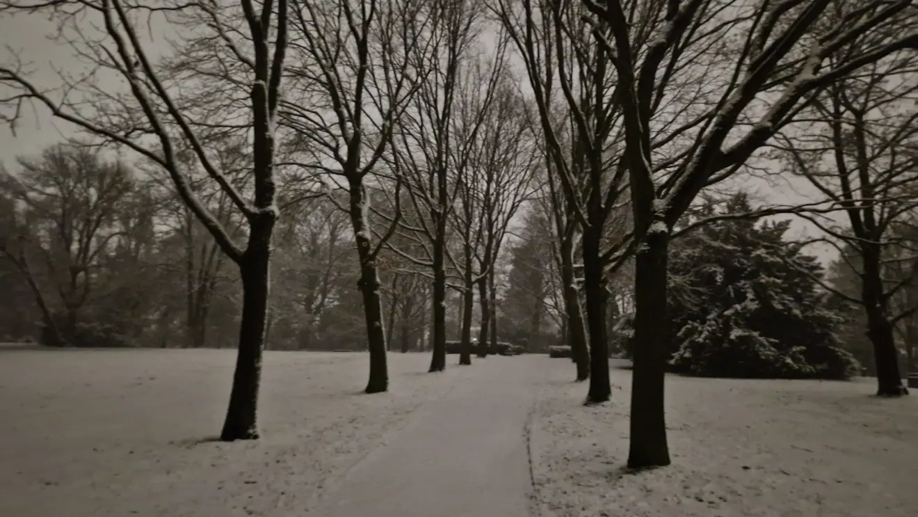 Een plaatje van de sneeuw in het donkere park - Reinout van den Born