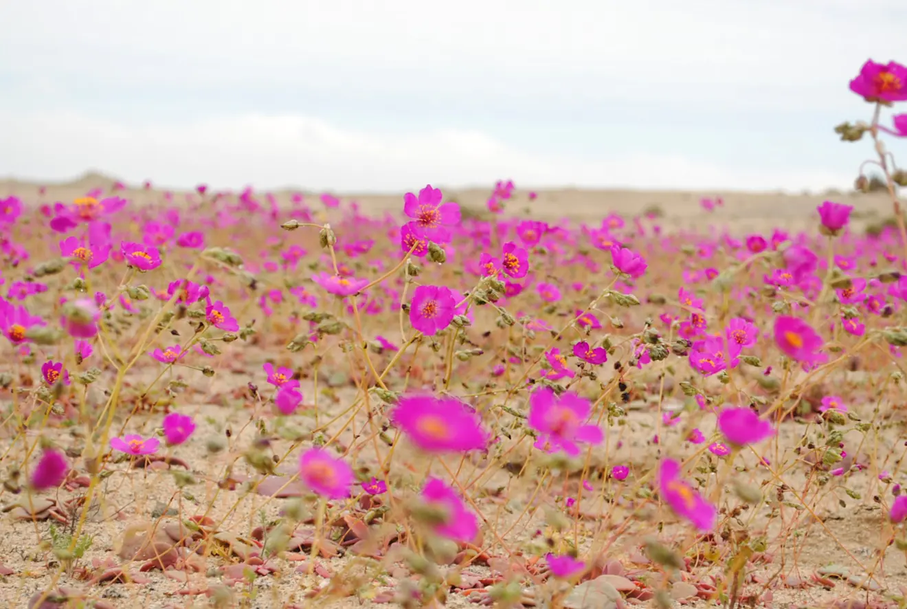 De Atacama-woestijn in bloei - Joselyn Anfosso Mardones