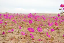 De Atacama-woestijn in bloei - Joselyn Anfosso Mardones