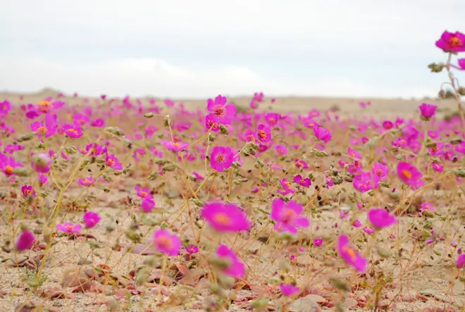 De Atacama-woestijn in bloei - Joselyn Anfosso Mardones
