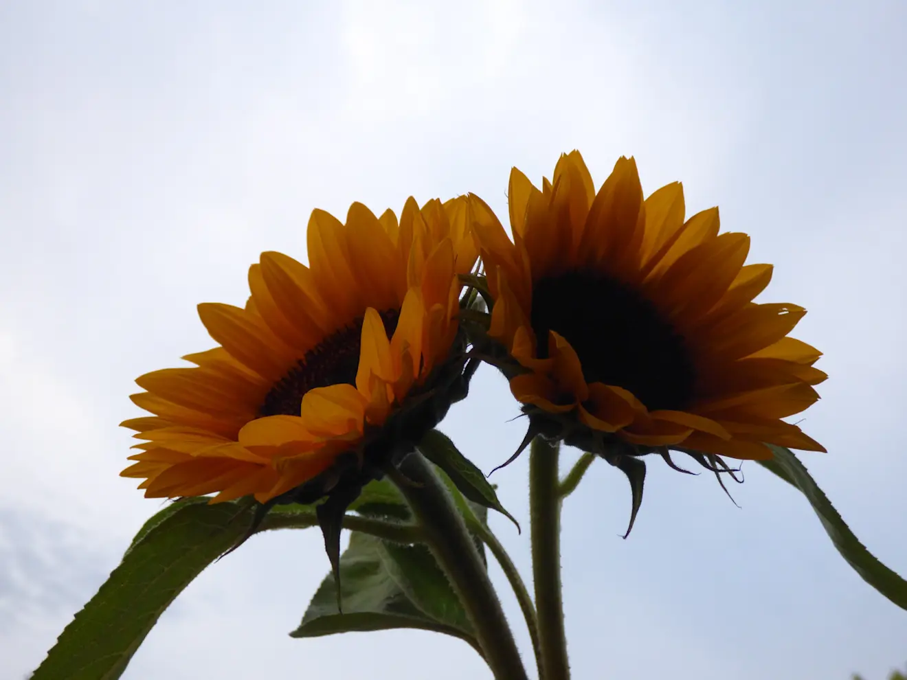 Afscheid van de zomer, de herfst staat op het punt van beginnen - Chris Meewis