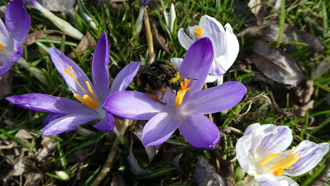 De natuur loopt ook alweer uit - Albert Thibaudier