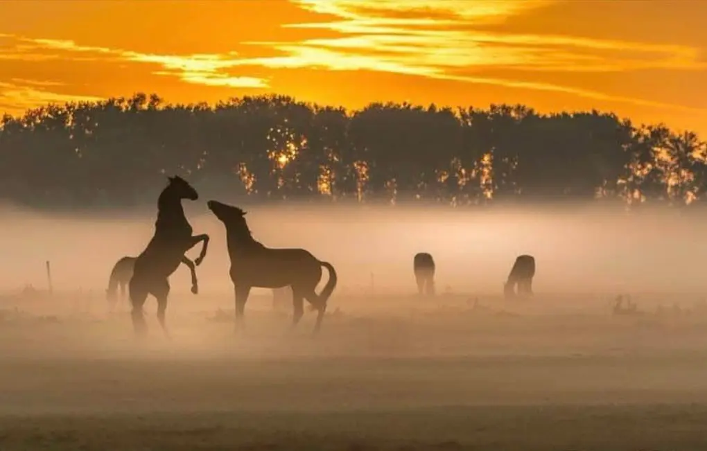 Prachtige zonsopkomst in Heukelum - John Oomen