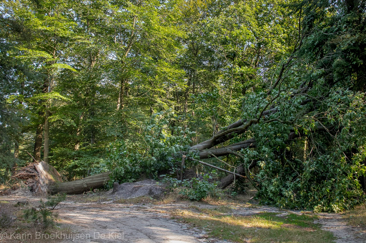 Een omgewaaide boom, middenin het bos - Karin Broekhuijsen