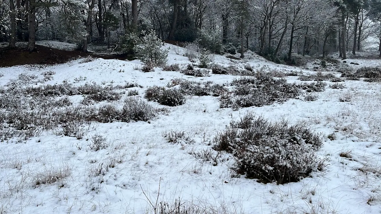 In Drenthe viel de meeste sneeuw in het noordwesten. Hier in de bossen bij Odoorn lag minder, maar was het ook prachtig, winters - Karin Broekhuijsen