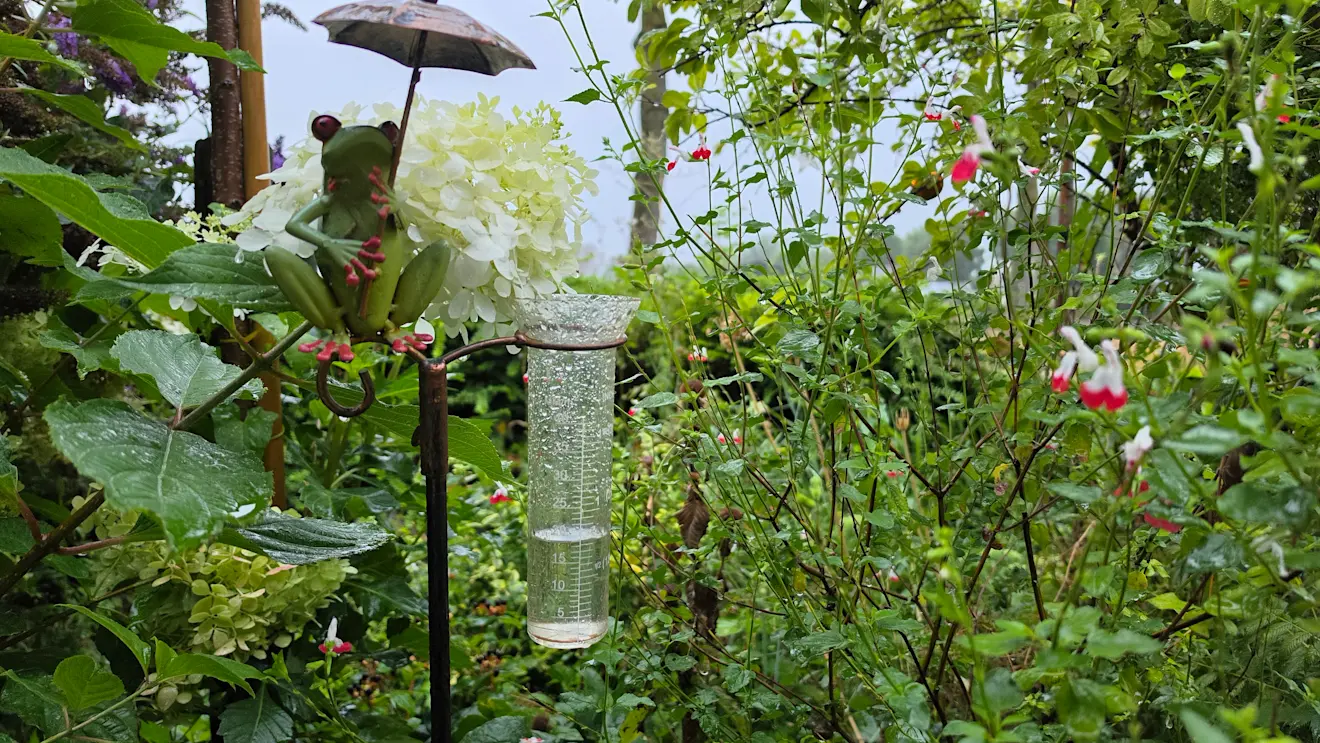 Regen - Nely van Frankenhuyzen