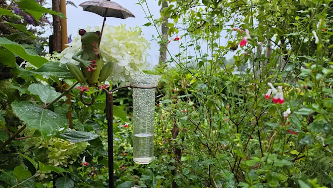 Regen - Nely van Frankenhuyzen