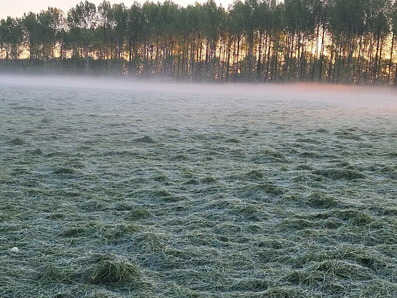 Rijp op de velden, vanochtend in Wijster - Gerrit Woertink