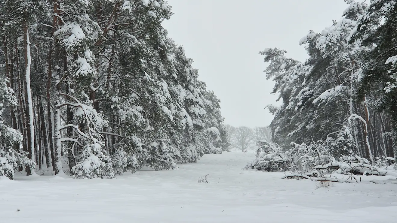De bomen moesten in januari veel sneeuw torsen, zoals hier in het Deelerwoud - Reinout van den Born.