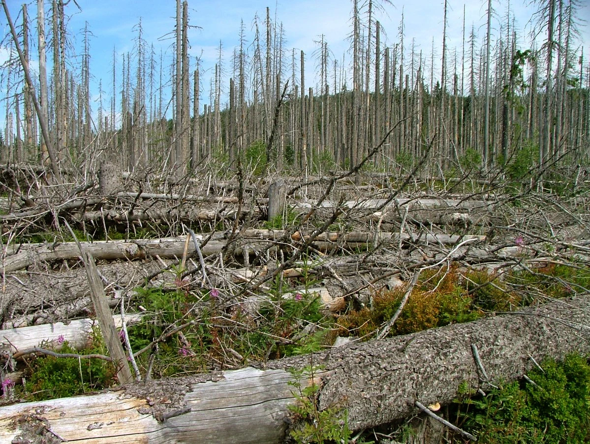 Ook naaldbomen staan onder druk van bijvoorbeeld de Letterzetter. Dit perceel in het Bayerische Wald in Duitsland is er helemaal aan gegaan - Kurt Seebbauer
