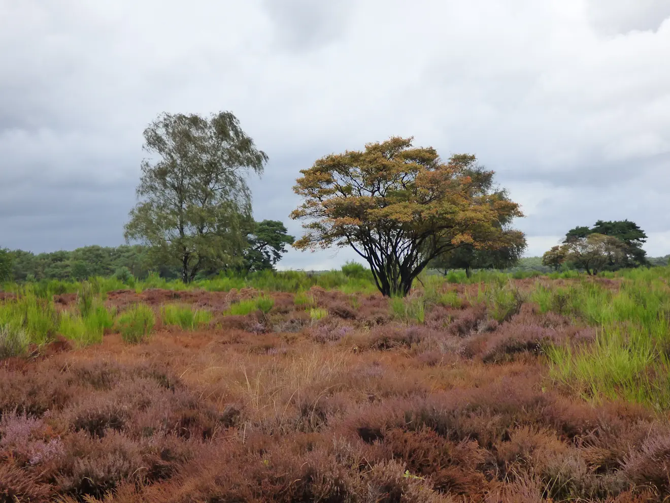 De heide in Hilversum komt in bloei, maar er is ook veel verdroogd - Chris Meewis