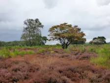De heide in Hilversum komt in bloei, maar er is ook veel verdroogd - Chris Meewis