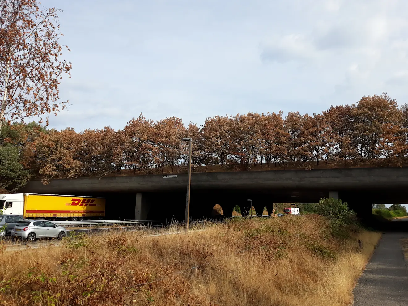 Op het ecoduct over de A50 leek het wel herfst in hartje zomer 2018. De boompjes en struiken konden de hitte en droogte niet meer aan - Grieta Spannenburg