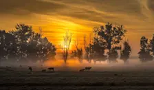 Zonsopkomst boven grondmist - John Oomen