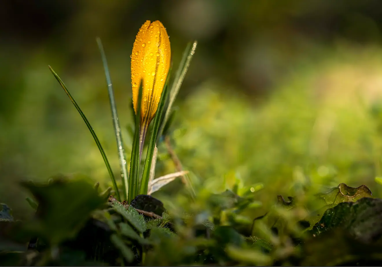Vanaf het weekend wordt het een stuk zachter, en bijna lenteachtig - John Oomen