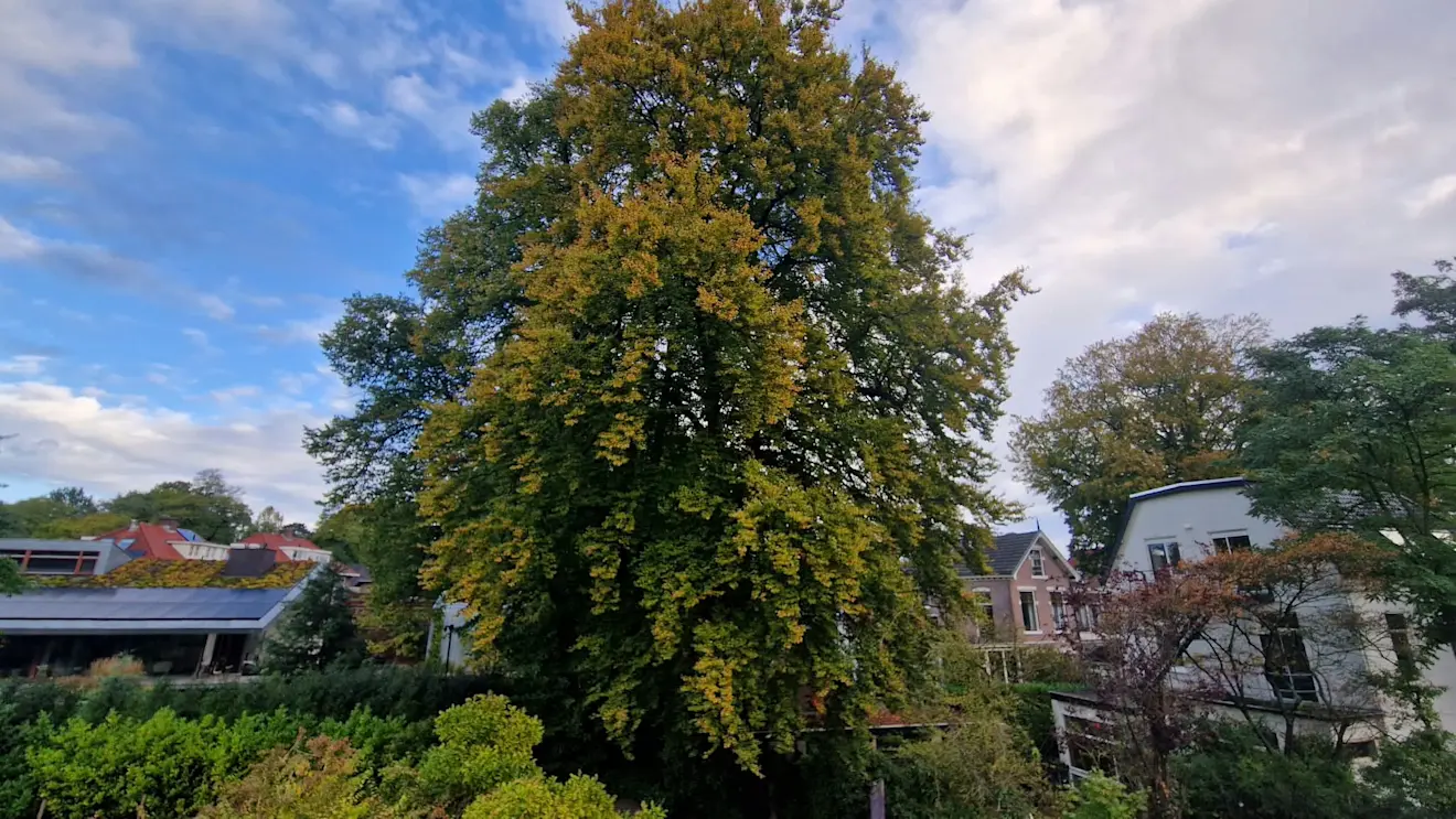 De oude beuk in onze tuin - Reinout van den Born