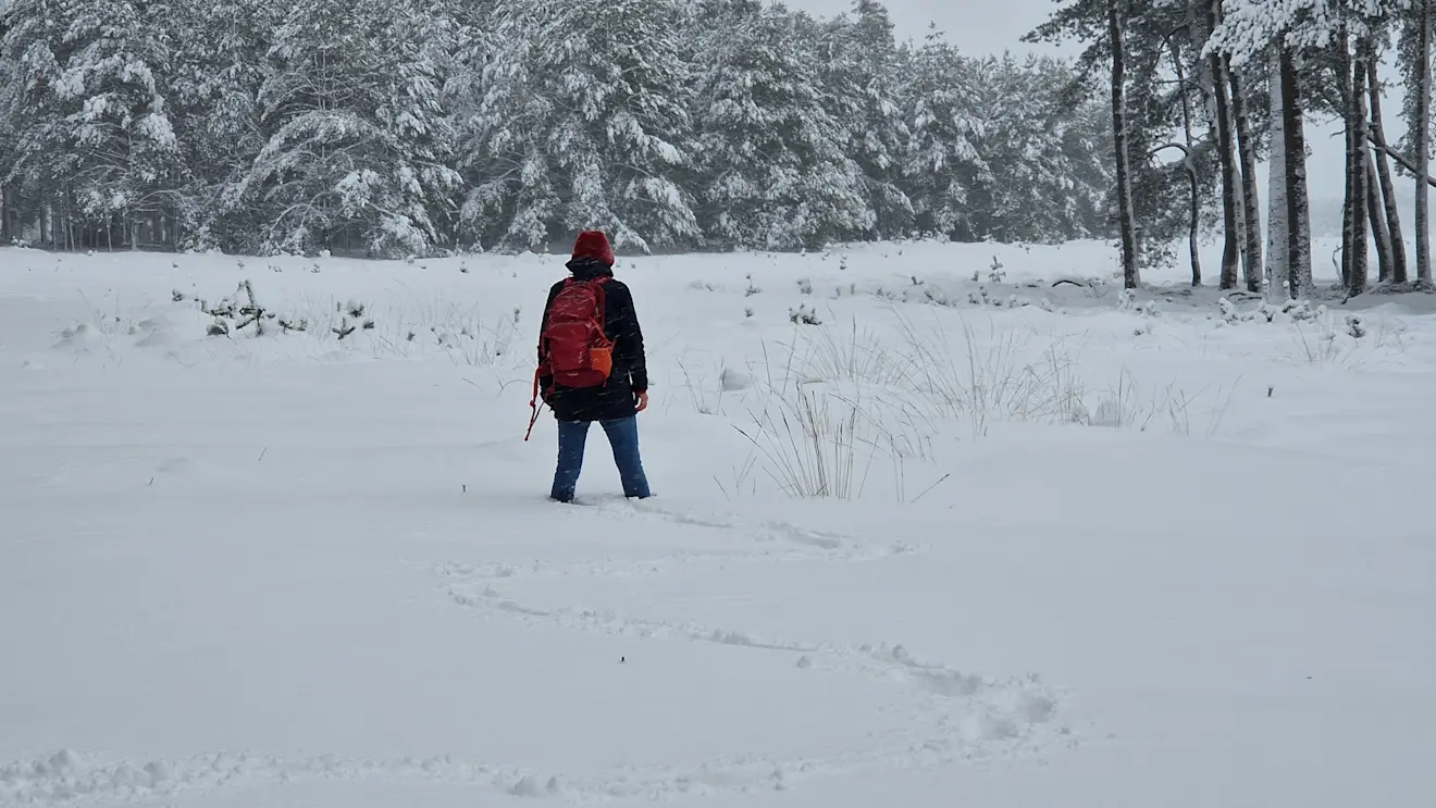 Een dikke laag sneeuw in het Deelerwoud, eerder dit jaar - Reinout van den Born