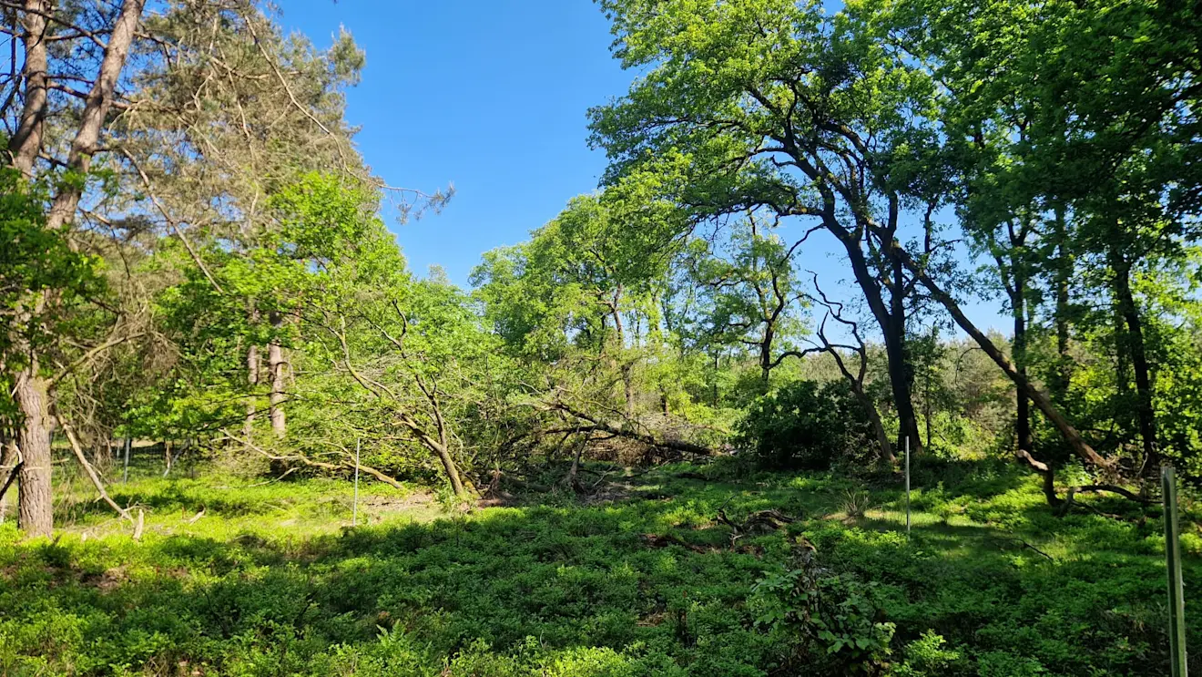 Tornado 6