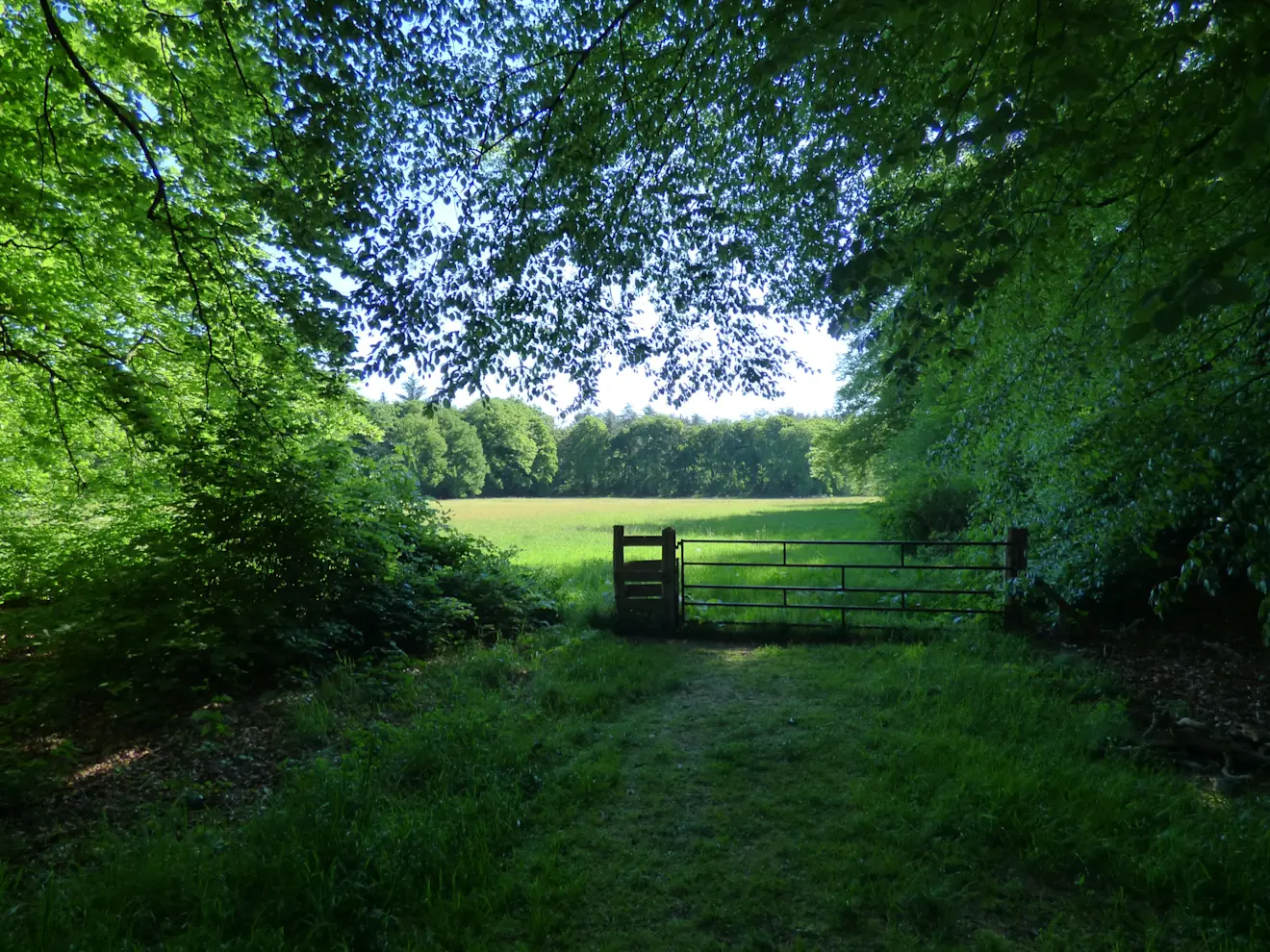 Zo droog als het al lange tijd is, zo groen is toch ook nog de natuur - Chris Meewis