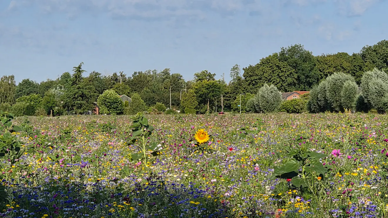 Bloemenzee in de zon - Nely van Frankenhuyzen
