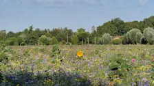 Bloemenzee in de zon - Nely van Frankenhuyzen