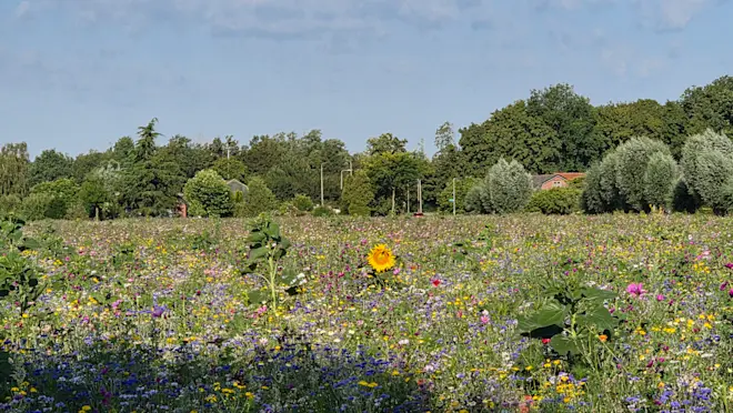 Bloemenzee in de zon - Nely van Frankenhuyzen