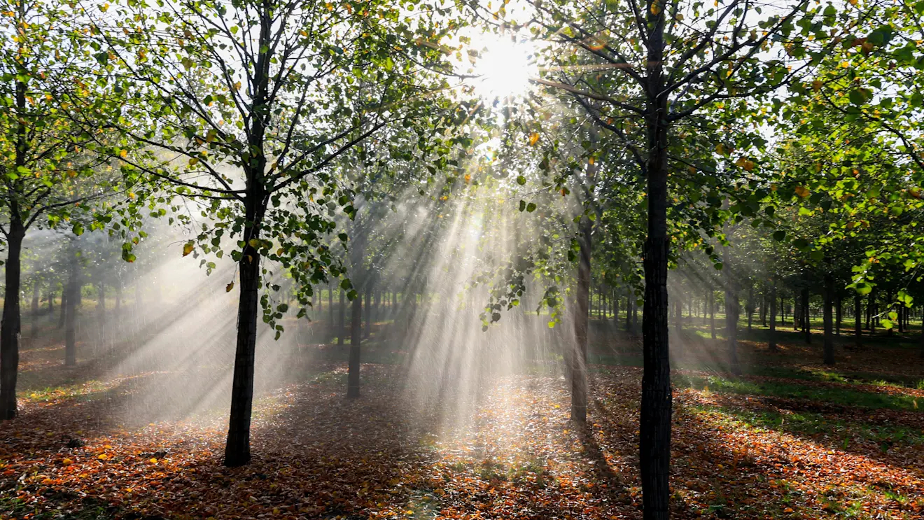 Het is nog zomer, maar de herfst komt dichterbij. Je ziet het aan de zonnestralen tussen de bomen - Henk Straatman