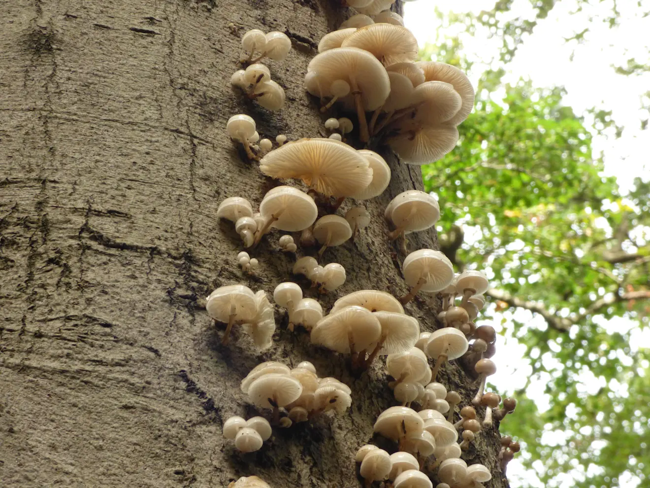 Het is herfst in Nederland en dus komen aan alle kanten ook de paddenstoelen weer tevoorschijn - Chris Meewis