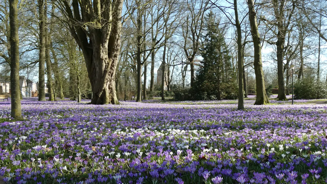 Bloemenzee in Joure - Albert Thibaudier