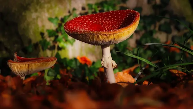 Het is heerlijk weer voor de paddenstoelen, zoals deze vliegenzwam - Hans van Loenen
