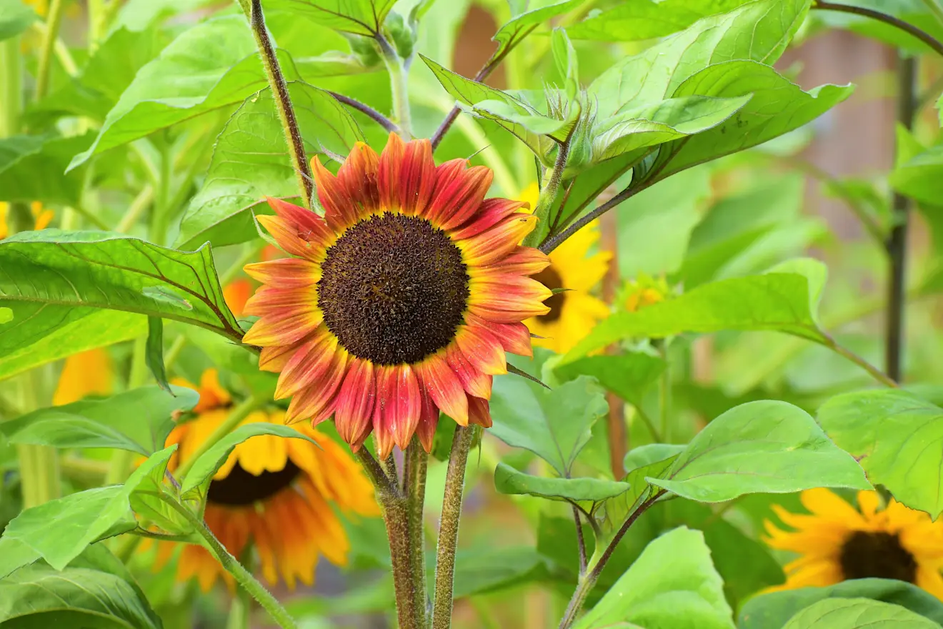 De zonnebloemen hebben het prima naar hun zin - Cynthia van Leusden