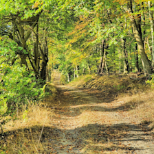 Droogte en hitte in de Taunus in 2020 - Reinout van den Born