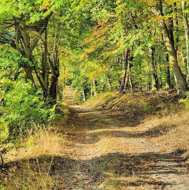 Droogte en hitte in de Taunus in 2020 - Reinout van den Born