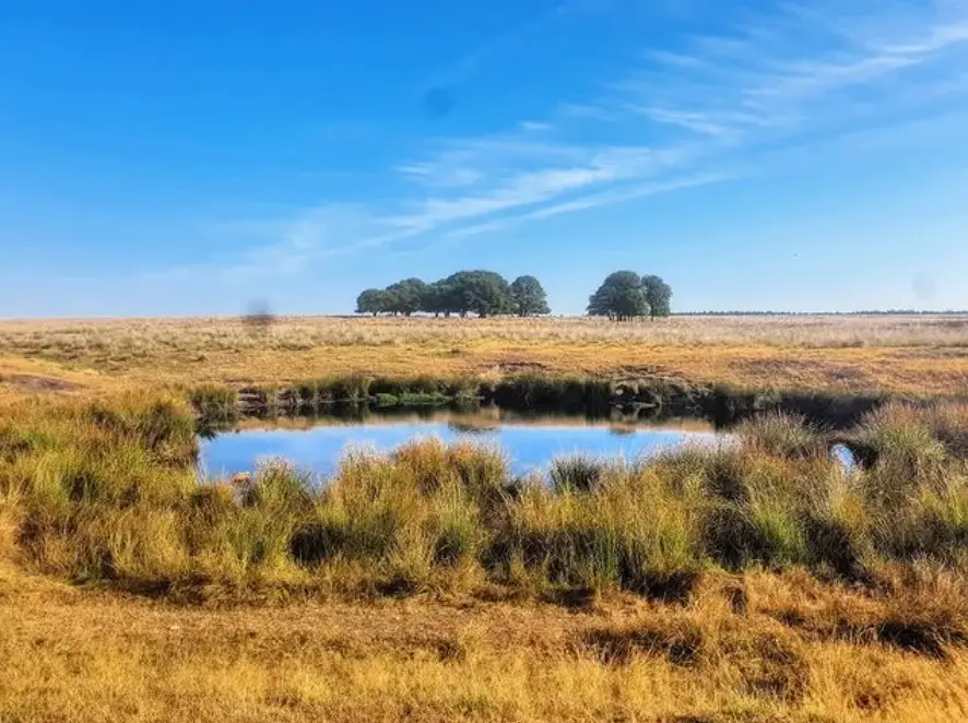 Droogte op het Terletseveld in augustus 2022 - Reinout van den Born
