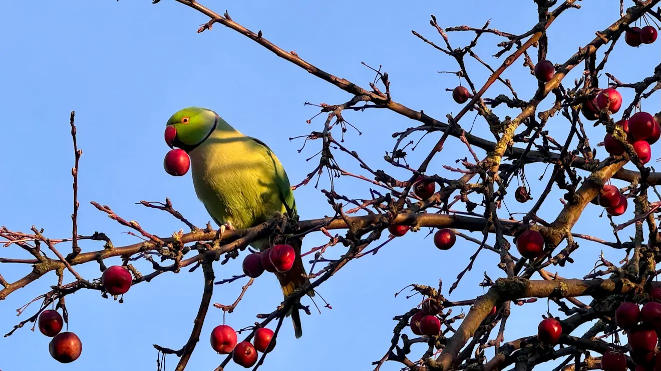 Lenteweer - Chris Meewis
