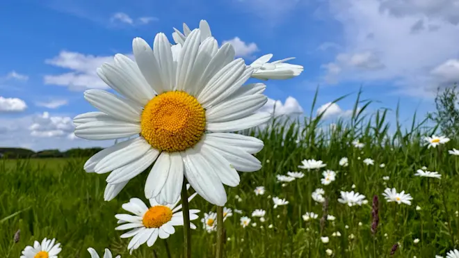Het zonnetje in de wei - Jolanda Bakker