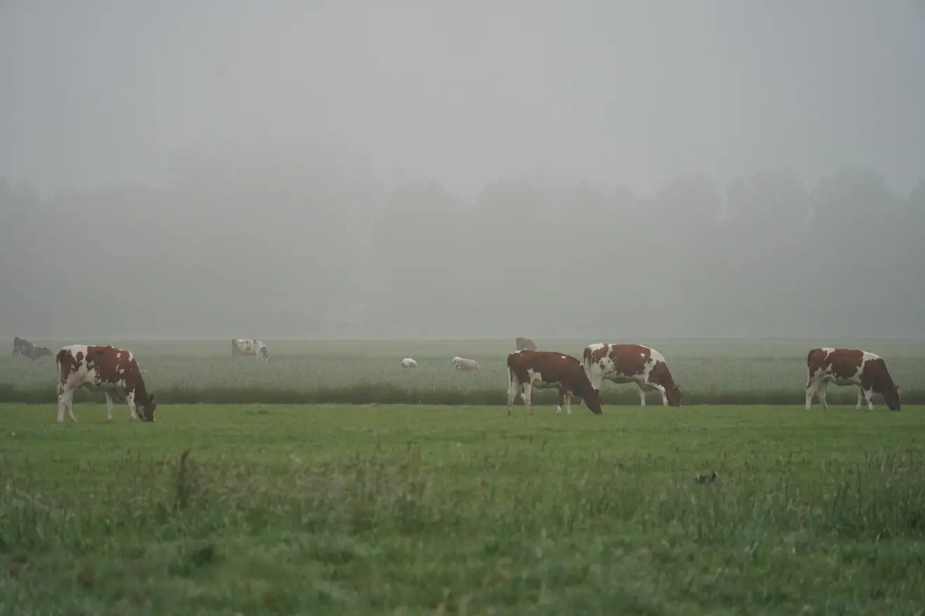 De dag begon op veel plaatsen nevelig en stil - Joost Mooij