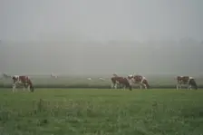 De dag begon op veel plaatsen nevelig en stil - Joost Mooij