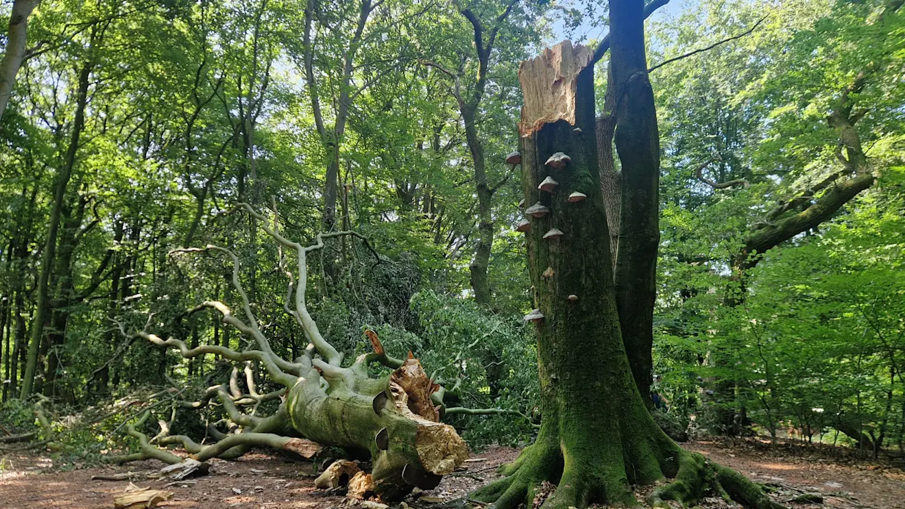 Ook in de bossen bij Garderen - Reinout van den Born