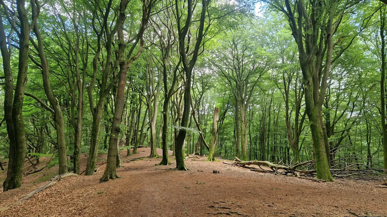 Het Speulderbos bij Garderen. Er zit tegenwoordig minder blad aan de beuken en ze breken makkelijk af, waardoor gaten in het bladerdak ontstaan - Reinout van den Born