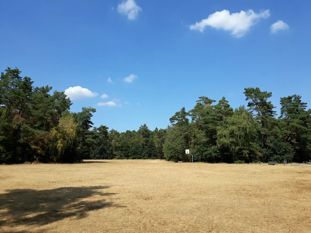 Dit was het beeld gedurende de lange zomer van 2018: geel gras. - Grieta Spannenburg