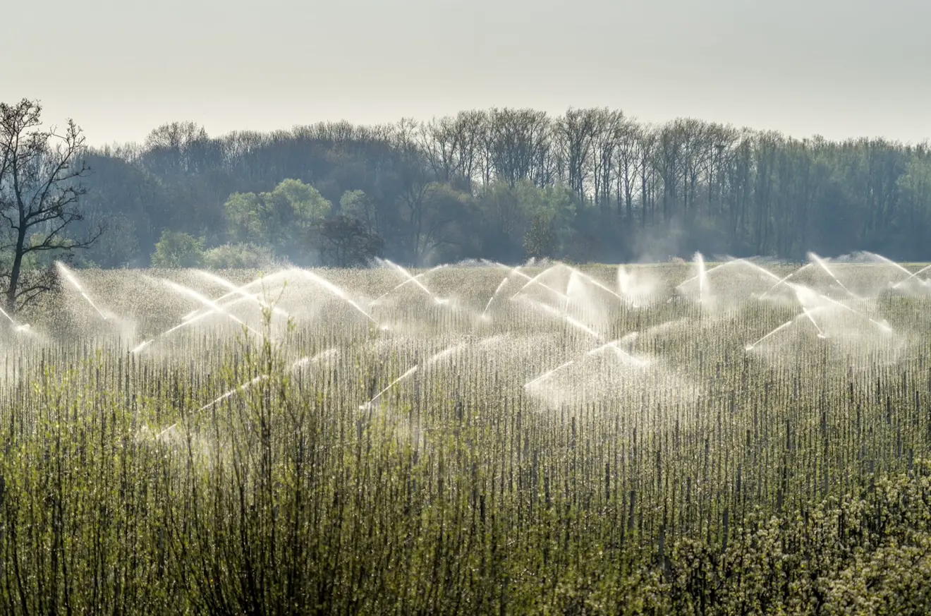 Het beregenen van fruitbomen tijdens nachten en ochtenden met vorst moet schade aan de bloesems voorkomen - John Oomen