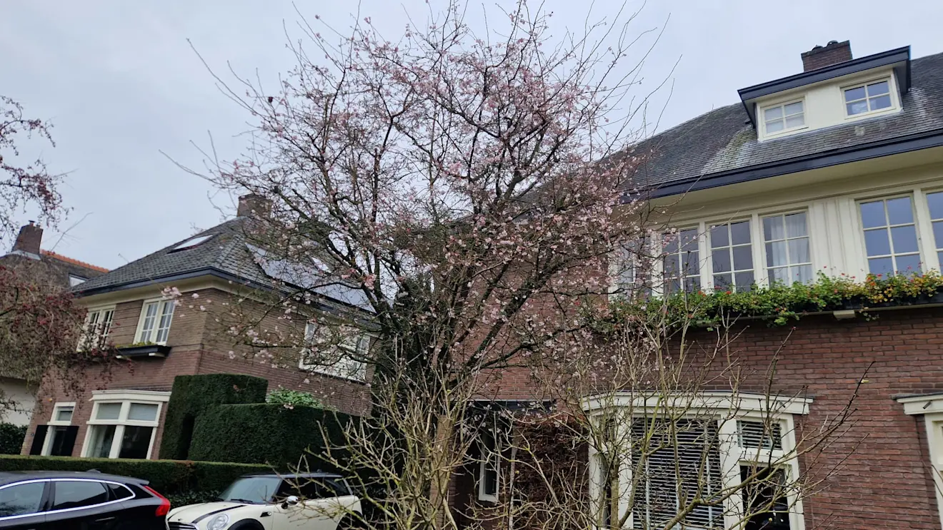 Deze boom in Velp staat door het warme weer van de laatste tijd alweer in bloei - Reinout van den Born