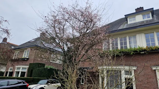 Deze boom in Velp staat door het warme weer van de laatste tijd alweer in bloei - Reinout van den Born