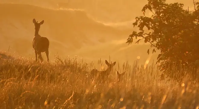 Reeën in de mist, in de duinen bij Katwijk aan Zee - Gieny Westra