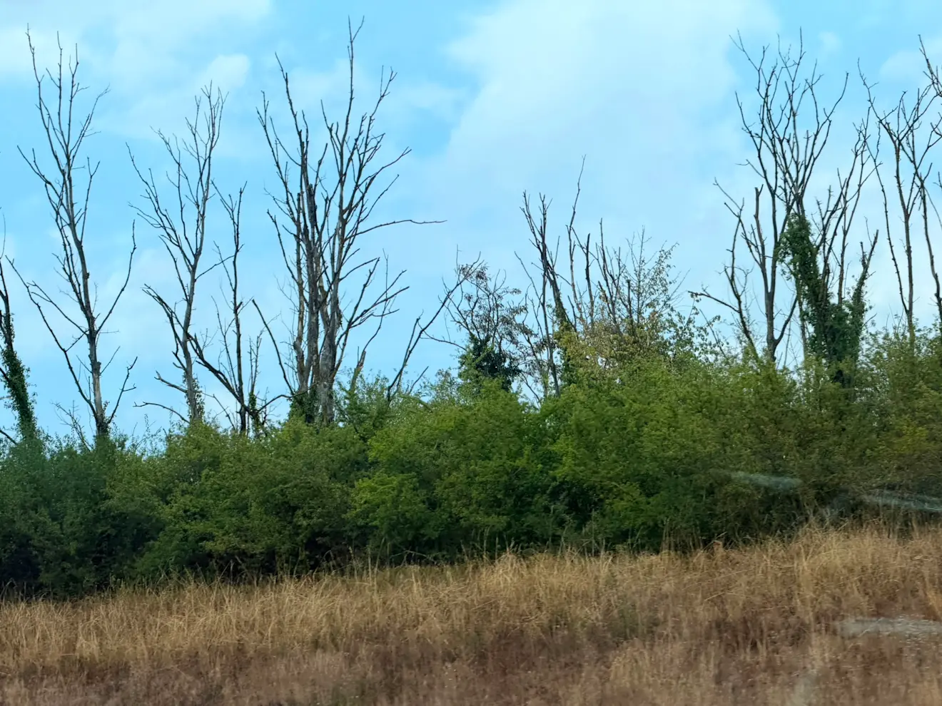 Nog meer dode bomen in de Elzas - Tycho van den Born