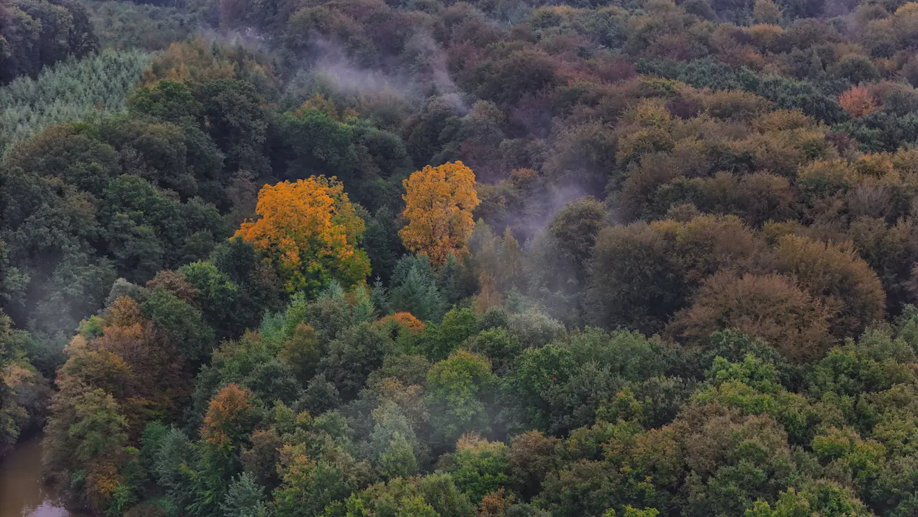 De bomen bij Hoog-Keppel zijn langzaam aan het verkleuren - Hans van Loenen