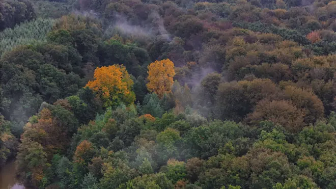 De bomen bij Hoog-Keppel zijn langzaam aan het verkleuren - Hans van Loenen